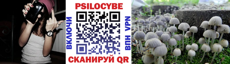 где продают   Чёрмоз  Псилоцибиновые грибы Psilocybe 